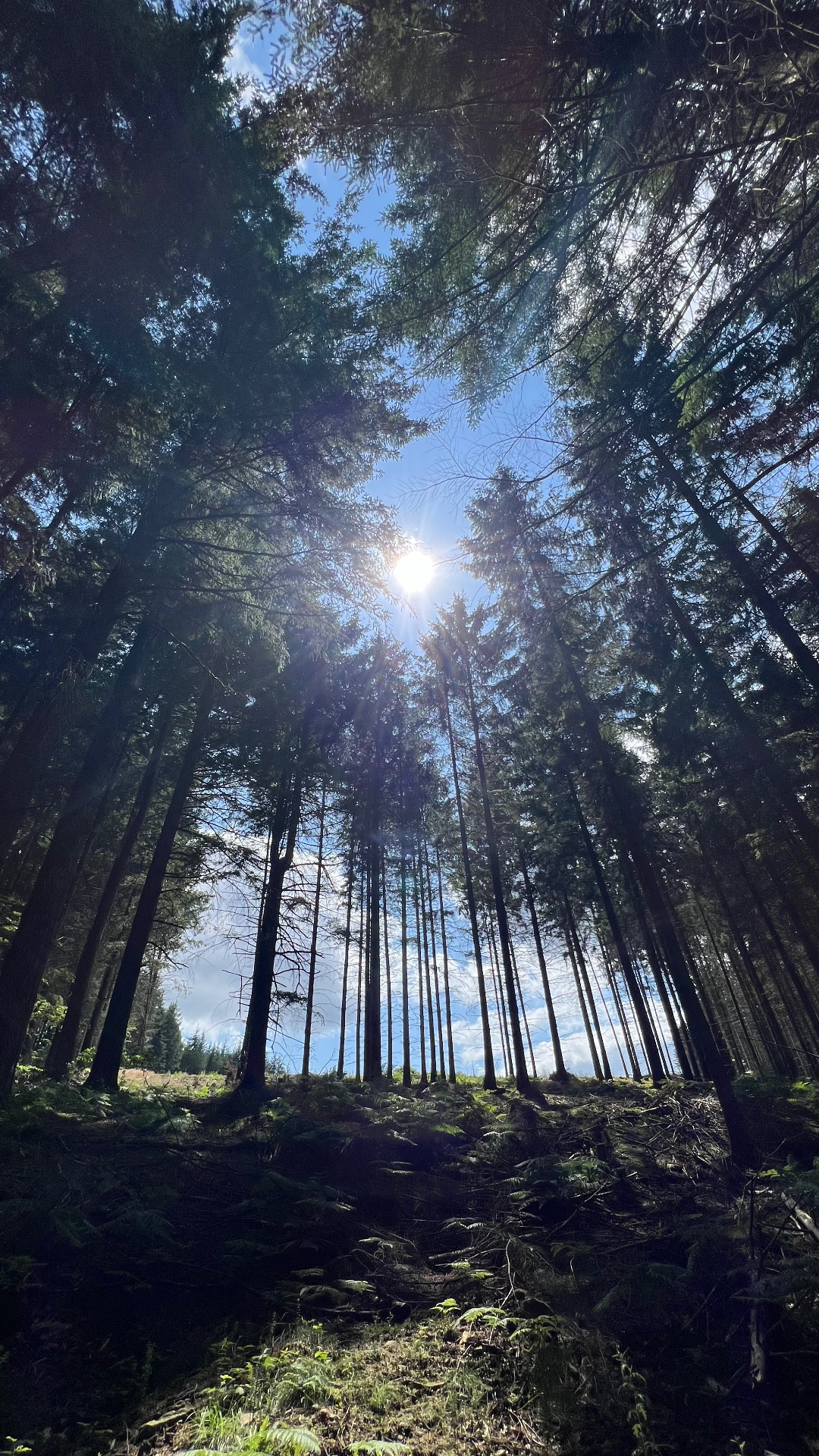 Het bos rondom de villa